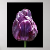 Poster Fleur de tulipe violette (Devant)
