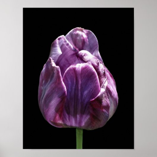 Poster Fleur de tulipe violette (Devant)
