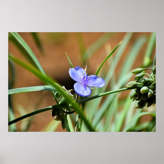 Poster Fleur de verdure (Devant)