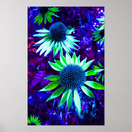 Poster Fleur d'échinacée de confleur orientale (Devant)