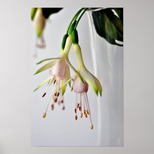 Poster Fleur d'été Fuchsia Hawkshead blanc (Devant)