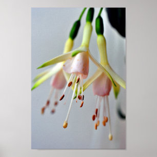 Poster Fleur d'été Fuchsia Hawkshead blanc