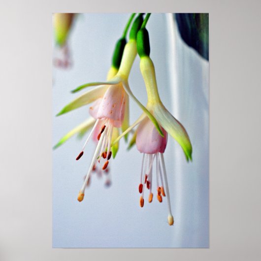 Poster Fleur d'été Fuchsia Hawkshead blanc (Devant)
