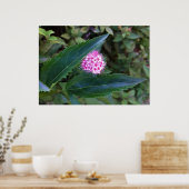 Poster Fleur d'été rose (Cuisine)