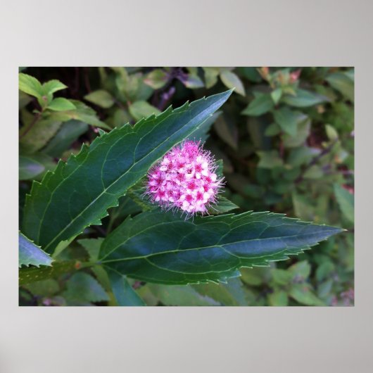 Poster Fleur d'été rose (Devant)