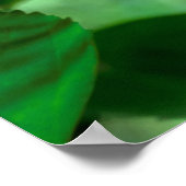Poster Fleur d'Hibiscus (Coin)