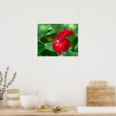 Poster Fleur d'Hibiscus (Cuisine)