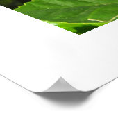 Poster Fleur d'Hibiscus (Coin)