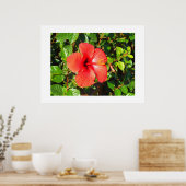 Poster Fleur d'Hibiscus (Cuisine)