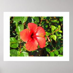 Poster Fleur d'Hibiscus