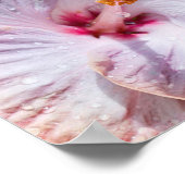 Poster Fleur d'Hibiscus à mâcher (Coin)
