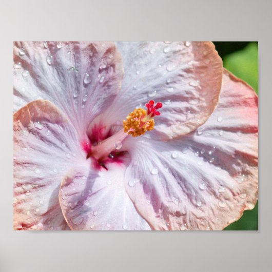 Poster Fleur d'Hibiscus à mâcher (Devant)