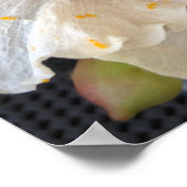 Poster Fleur d'Hibiscus jaune (Coin)