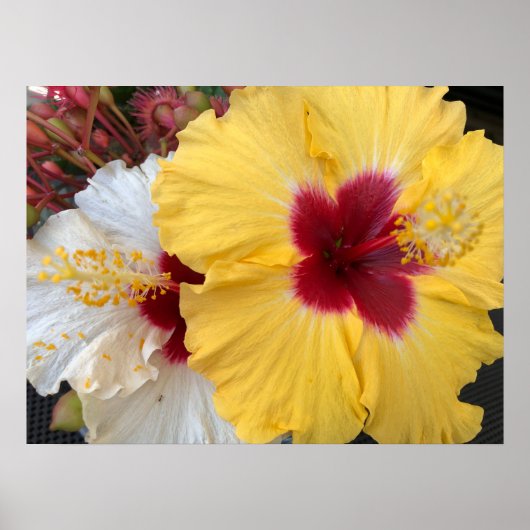 Poster Fleur d'Hibiscus jaune (Devant)