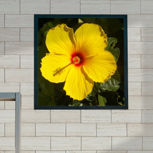 Poster Fleur d'Hibiscus jaune petite