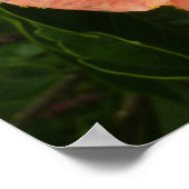 Poster Fleur d'Hibiscus Orange Florale Tropicale (Coin)