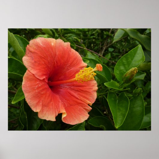 Poster Fleur d'Hibiscus Orange Florale Tropicale (Devant)