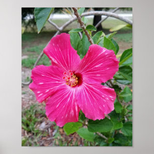 Poster Fleur d'Hibiscus, photo, Fuchsia Hibiscus NYC