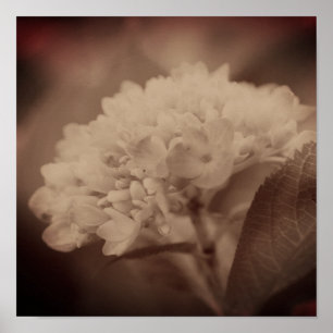 Poster Fleur d'Hortensia en Sépia Vintage