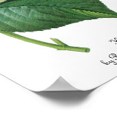 Poster Fleur d'Hortensia rose vintage par Redoute (Coin)