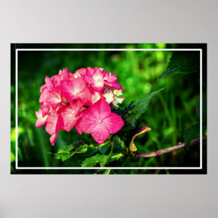 Poster Fleur d'Hydrangée Rose Nature-34694