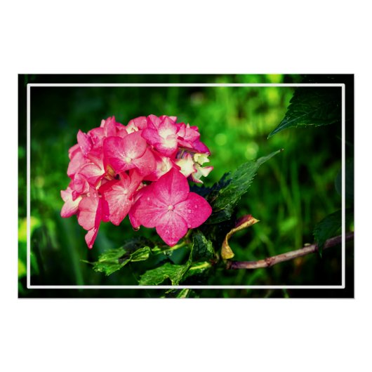 Poster Fleur d'Hydrangée Rose Nature-34694 (Devant)