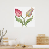 Poster Fleur d'illustration botanique vintage Tulip (Cuisine)