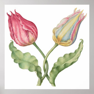 Poster Fleur d'illustration botanique vintage Tulip