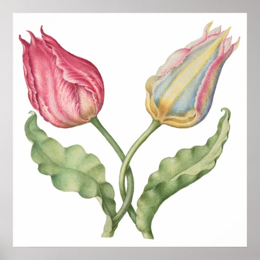 Poster Fleur d'illustration botanique vintage Tulip (Devant)