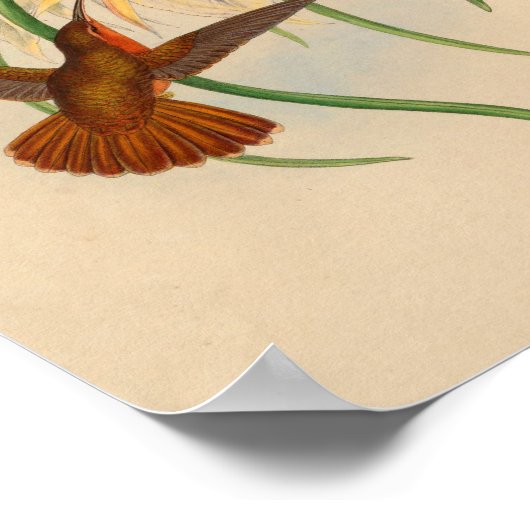 Poster Fleur d'impression vintage Red Humminer (Coin)