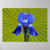 Poster Fleur d'Iris (Devant)