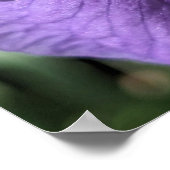Poster Fleur d'Iris à barbe violette (Coin)