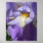 Poster Fleur d'Iris à barbe violette (Devant)