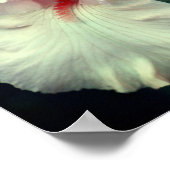 Poster Fleur d'Iris Barbu en Pêche (Coin)