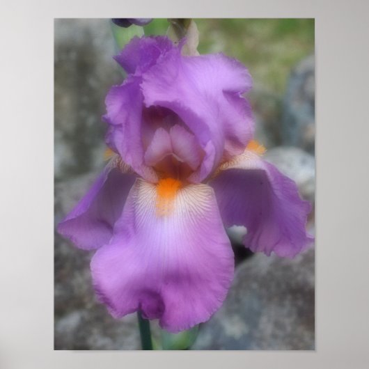 Poster Fleur d'Iris barbu Lavande rêveuse (Devant)
