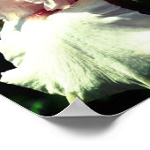 Poster Fleur d'Iris Barbu Pêche 2 de Près (Coin)