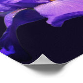 Poster Fleur d'Iris barbu pourpre (Coin)