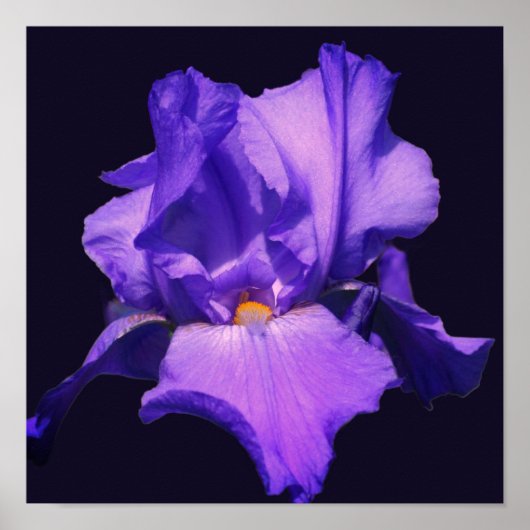Poster Fleur d'Iris barbu pourpre (Devant)