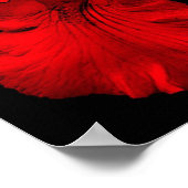 Poster Fleur d'iris barbu rouge vif (Coin)