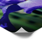 Poster Fleur d'iris barbu violet (Coin)