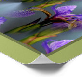 Poster Fleur d'Iris Blue Flag Abstrait de la Nature (Coin)