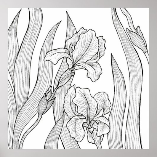Poster Fleur d'Iris conçue à l'encre noire (Devant)