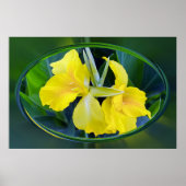 Poster fleur d'Iris jaune (Devant)
