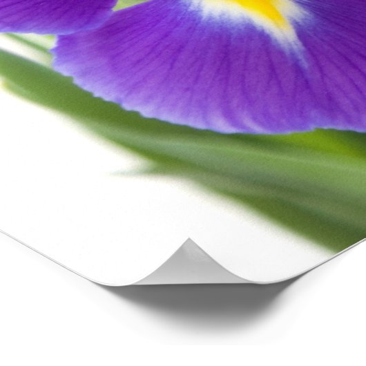 Poster fleur d'iris pourpre (Coin)