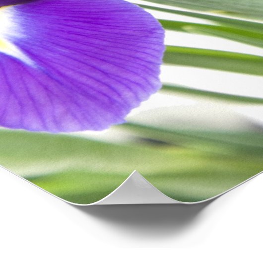Poster fleur d'iris pourpre (Coin)