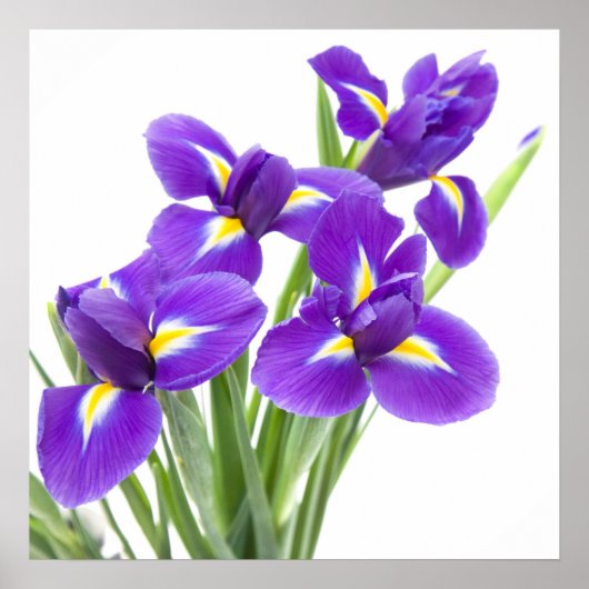 Poster fleur d'iris pourpre (Devant)
