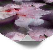 Poster Fleur d'Iris rose Abstraite (Coin)
