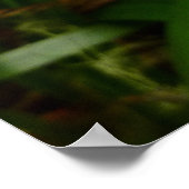 Poster Fleur d'Iris sauvage Floral pourpre (Coin)