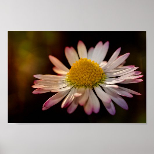 Poster Fleur d'oie (Devant)