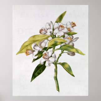 Poster Fleur d'oranger, de 'La Guirlande de Julie'